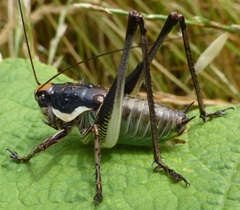 Eupholidoptera schmidti