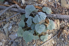 Allowissadula holosericea