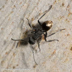Polyrhachis erato