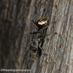 Polyrhachis erato