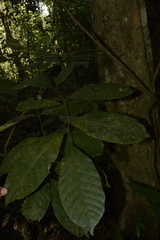 Otonephelium stipulaceum