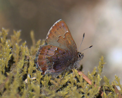 Callophrys mossii
