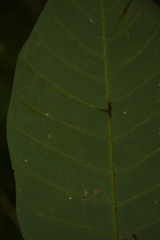 Otonephelium stipulaceum