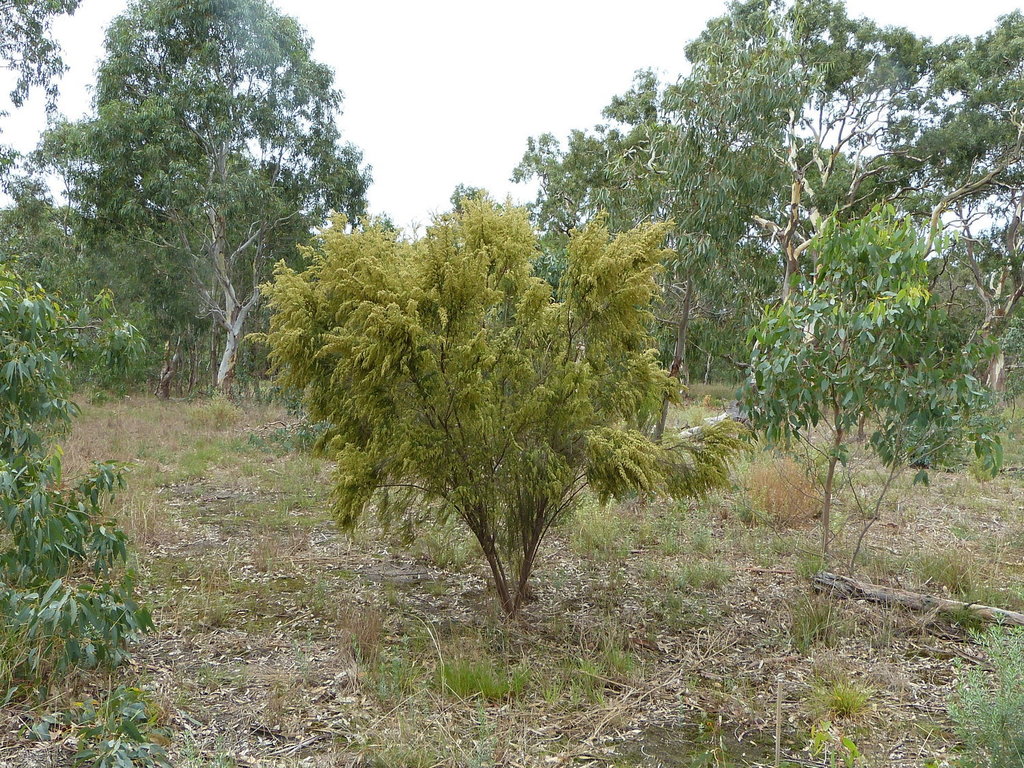 Sifton Bush from Indented Head VIC 3223, Australia on April 08, 2020 at 1211 PM by Bernadette