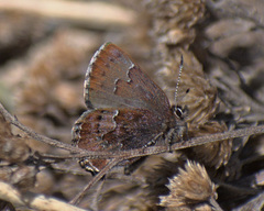 Callophrys mossii