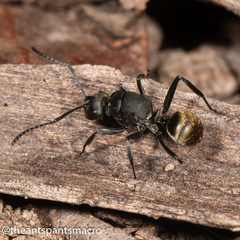 Polyrhachis tubifera