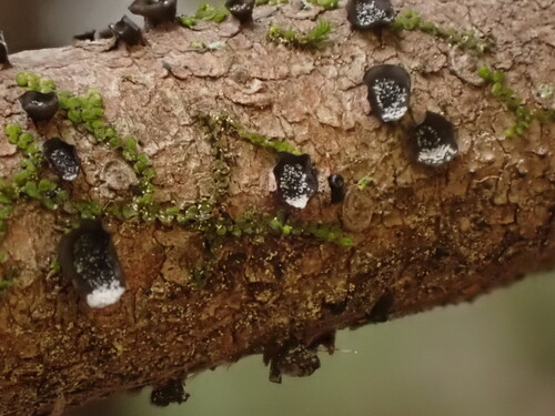 Ascocalyx abietis observed 2026-05-15