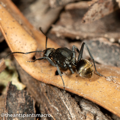 Polyrhachis tubifera