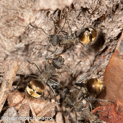 Polyrhachis aurea