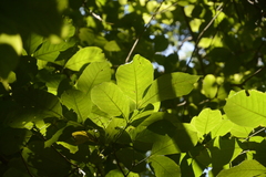 Otonephelium stipulaceum
