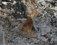 Terinos terpander intermedia