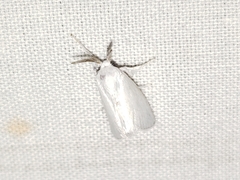 Alarodia slossoniae