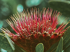 Protea rubropilosa