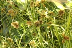 Cyperus polystachyos