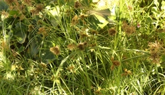Cyperus polystachyos