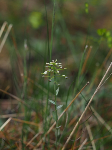 Noccaea montana, photograph 2