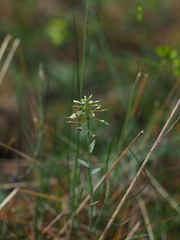 Noccaea montana, photograph (c) carnifex, some rights reserved (CC BY)