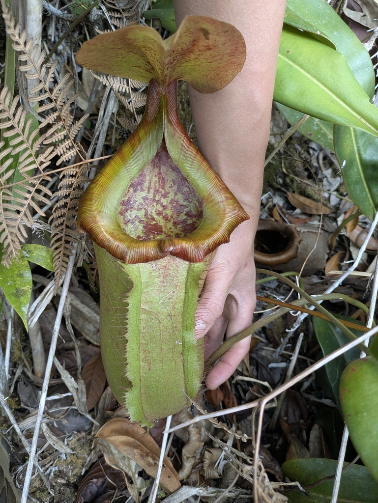 Nepenthes malimumuensis Lagunday, Acma, V.G.Cabana, N.M.Sabas & Amoroso