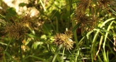 Cyperus polystachyos