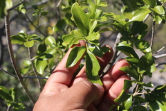 Zanthoxyloideae