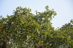 Ficus beddomei