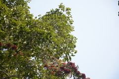 Ficus beddomei