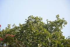 Ficus beddomei