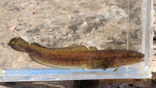 Burbot