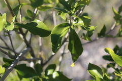 Zanthoxyloideae