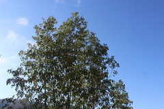 Zanthoxyloideae