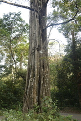 Ficus beddomei