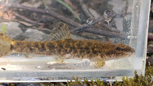 Stone Loach