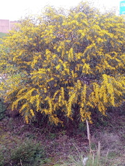 Phyllodineae