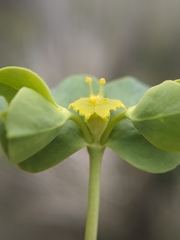 Euphorbia schizoloba