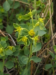 Euphorbia schizoloba