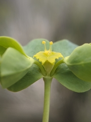 Euphorbia schizoloba