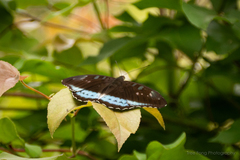 Tanaecia whiteheadi