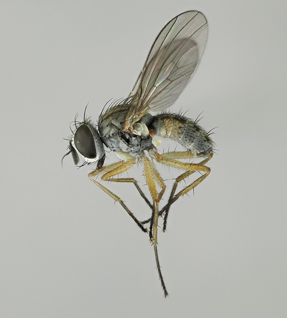 Coenosia infantula