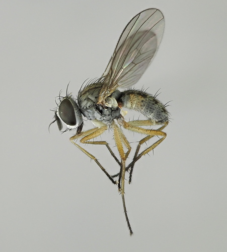 Coenosia infantula