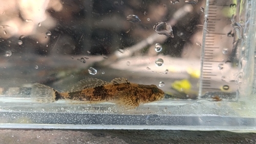 Koshewnikow's Sculpin