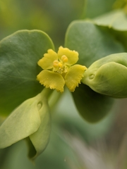 Euphorbia schizoloba