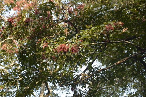 Terminalia paniculata (Terminalia paniculata)