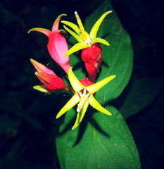 Spigelia marilandica