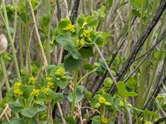 Euphorbia schizoloba
