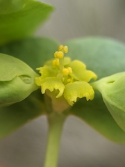 Euphorbia schizoloba