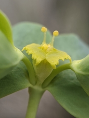 Euphorbia schizoloba