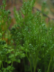 Asplenium cuneifolium, photograph (c) carnifex, some rights reserved (CC BY)