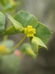 Euphorbia schizoloba