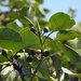 Ficus beddomei - Photo (c) Siddarth Machado, algunos derechos reservados (CC BY), uploaded by Siddarth Machado
