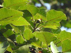 Ficus beddomei